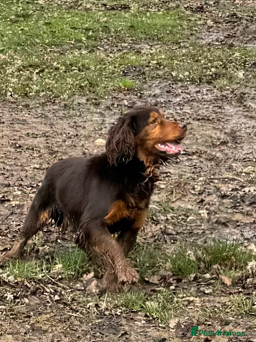 Cocker Spaniel dogs for stud: Stunning Chocolate & Tan Cocker Proven Stud in Burton-on-Trent - Advert 7