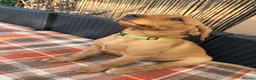 Labrador Retriever dogs for sale: Fox red Labrador  - Advert 7