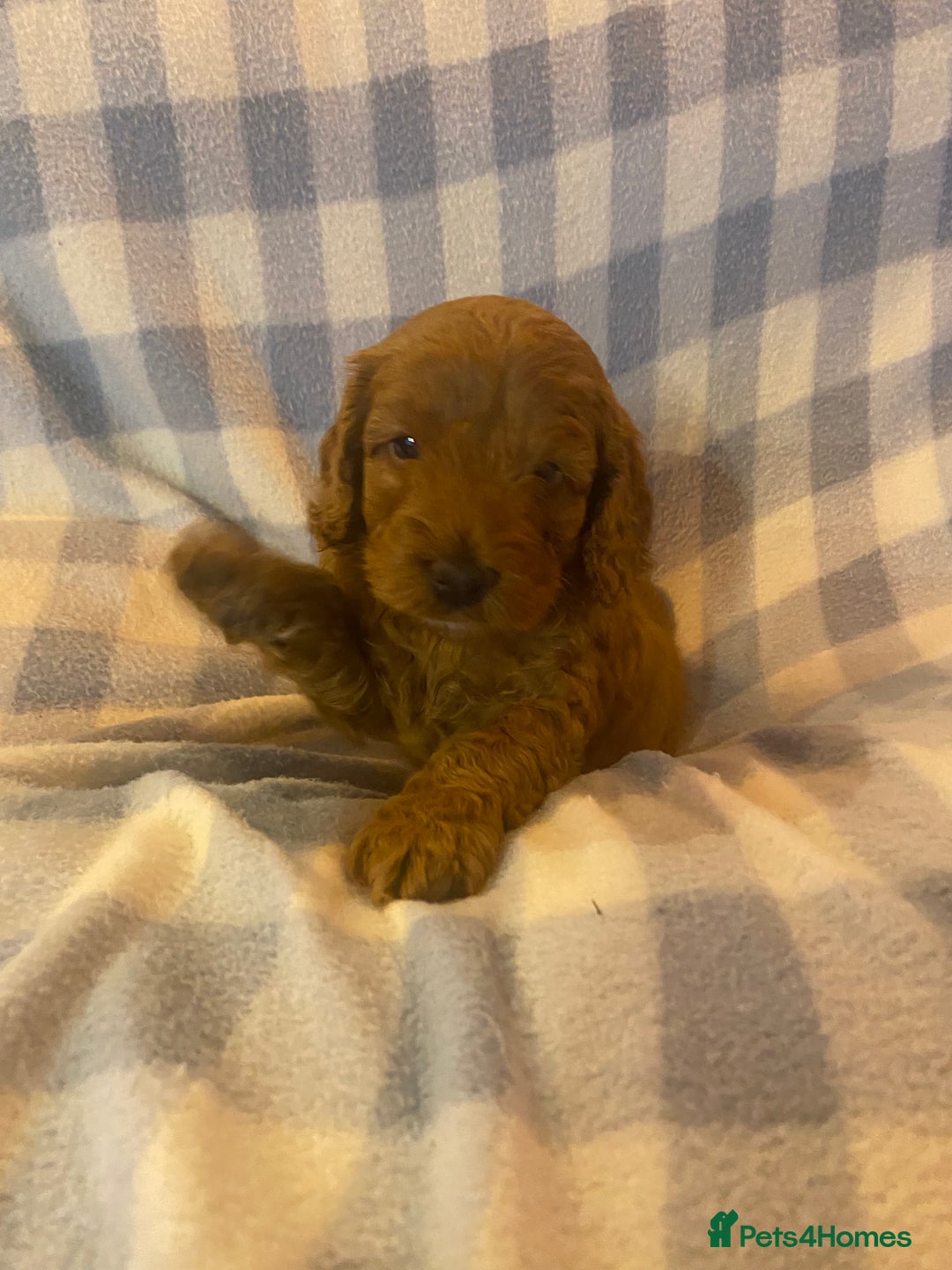 Cockapoo dogs for sale: Beautiful F1b Toy Cockapoo puppies  - Image 7
