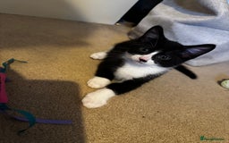 Domestic Shorthair cats for sale: 3 lovely black and white kittens - Image 18