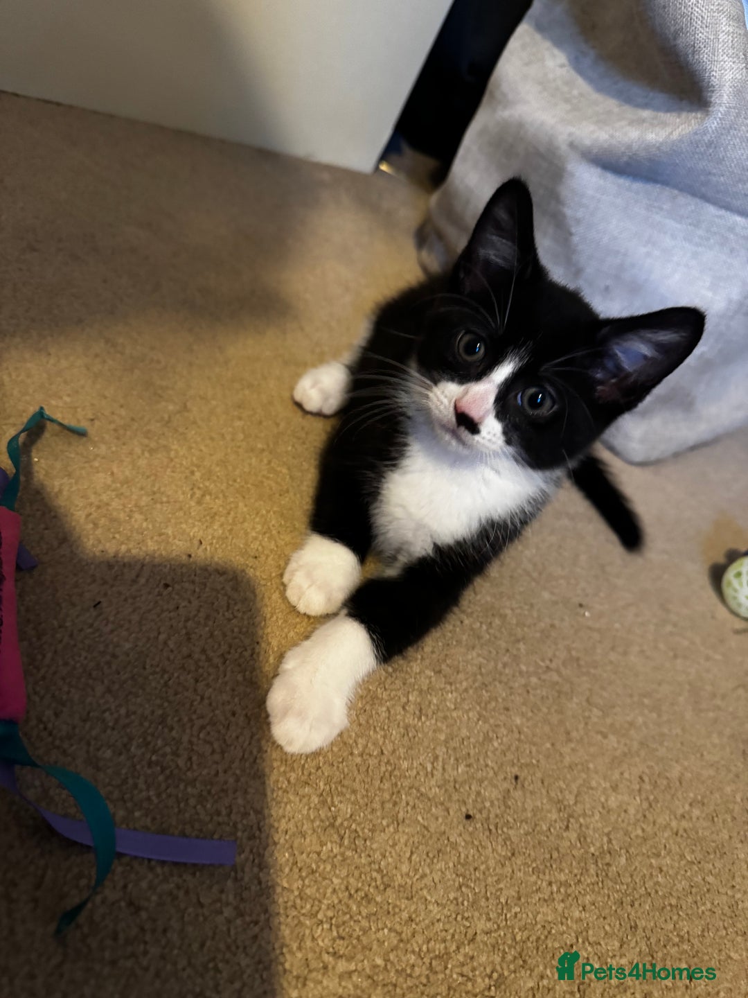 Domestic Shorthair cats for sale: 3 lovely black and white kittens - Image 18