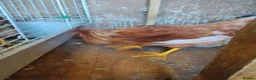 Mixed Breed poultry for sale: 3 Chickens, Silkie x Bantam and brown chicken.  in Peterborough - Advert 3