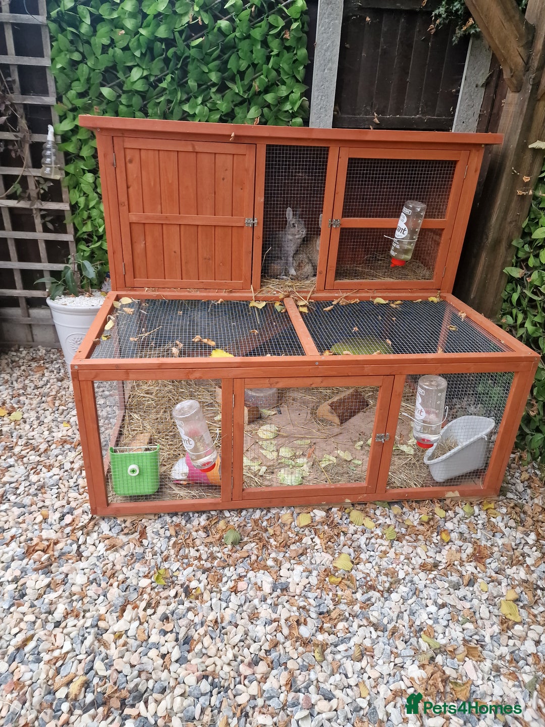Netherland Dwarf rabbits for sale: 2 male Netherland dwarf rabbits - Image 4