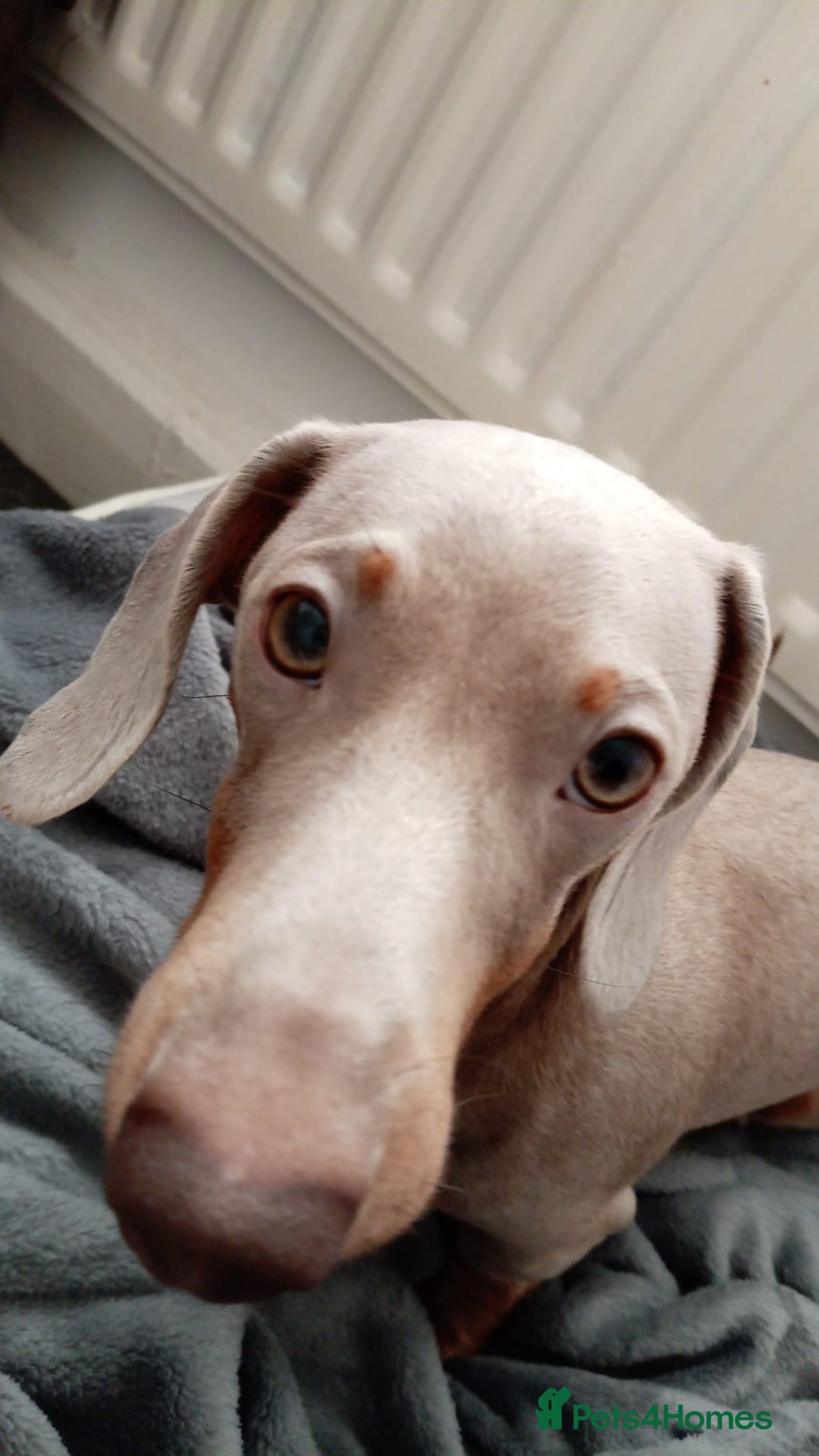 Miniature Dachshund dogs for stud: Miniature dachshund - Advert 4