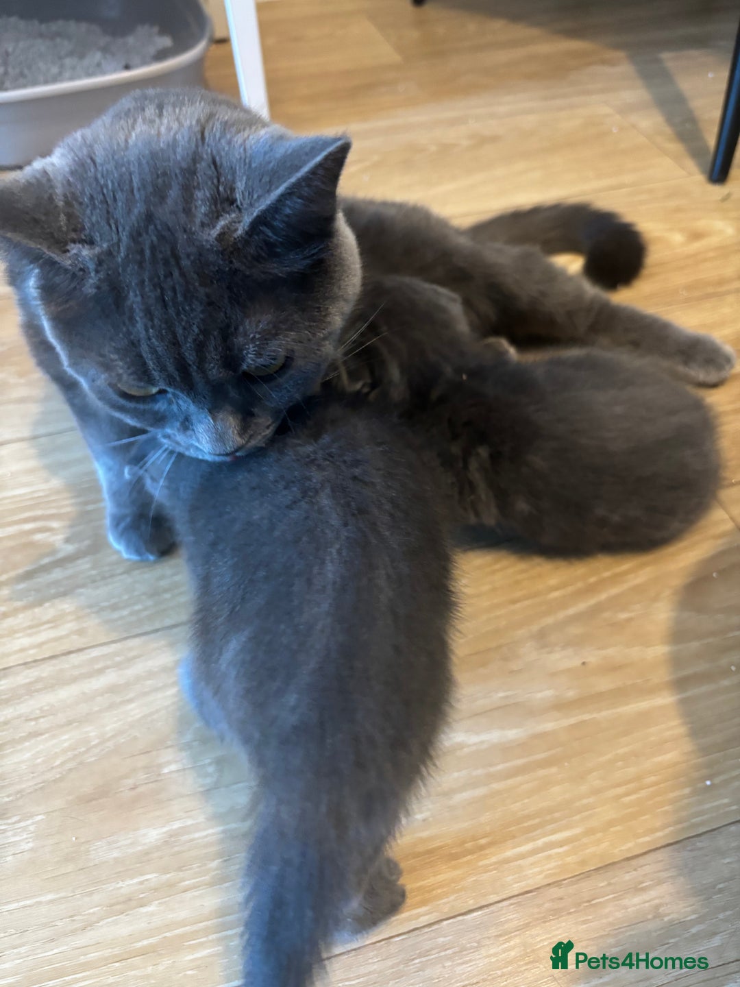 Scottish Fold cats for sale: Mother cat and Scottish fold kittens - Advert 3