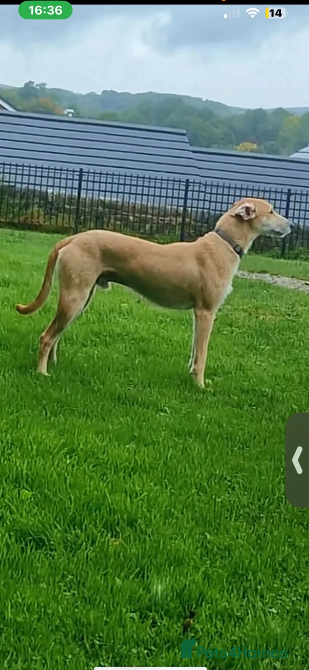 Lurcher dogs for sale: Lurcher male 2 year old  - Advert 3