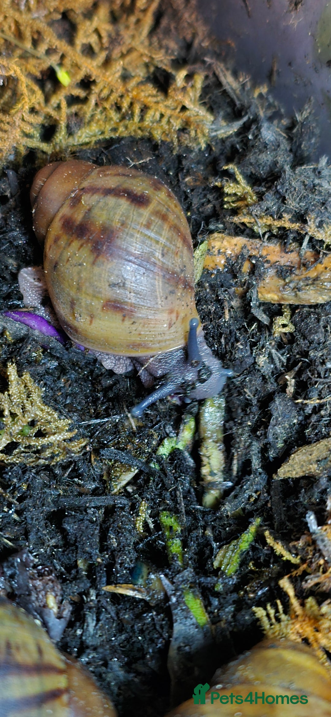 Snails invertebrates for sale: Ovum giant african land snails - Image 4