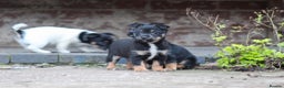Jack Russell dogs for sale: Jack Russel Puppies for sale - Advert 4