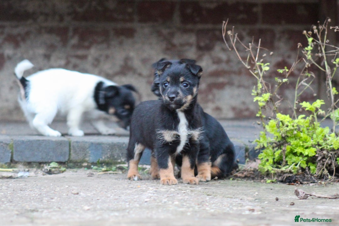 Jack Russell dogs for sale: Jack Russel Puppies for sale - Advert 4