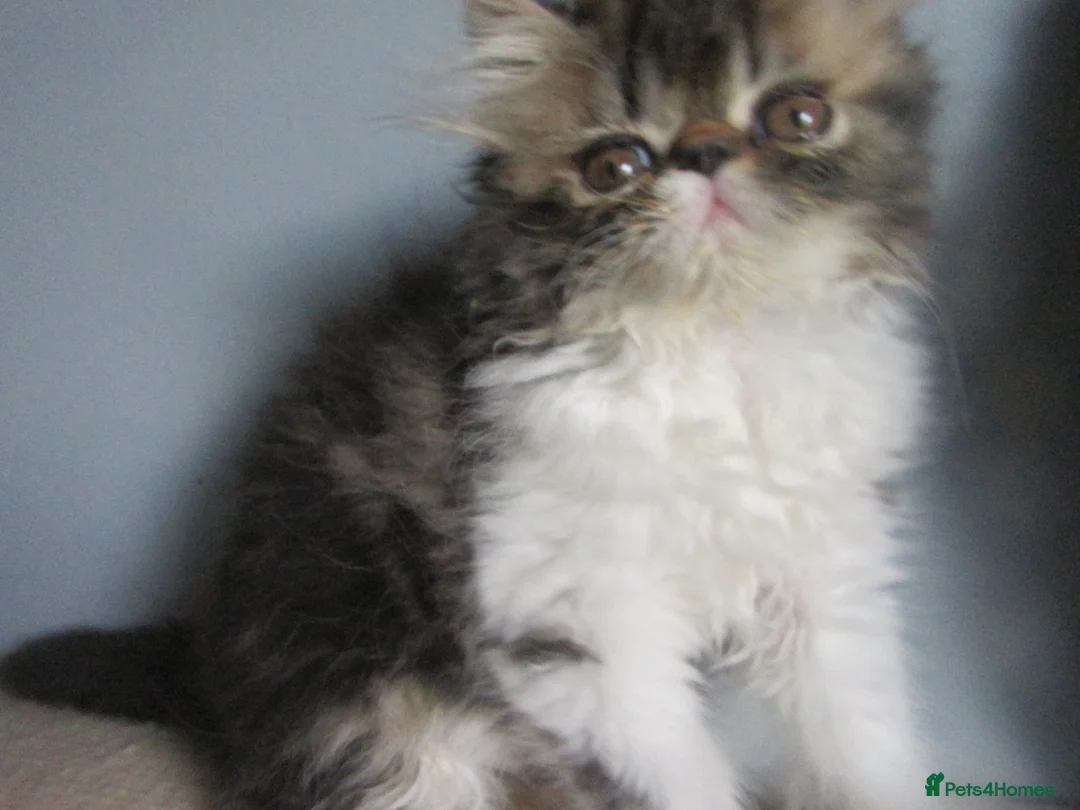 Persian cats for sale: Adorable female Persian kittens - Advert 2