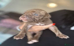 Mixed Breed dogs for sale: Rare breeding American x Bulldog x Cane Corso Pups - Image 18