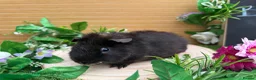 Guinea Pig rodents for sale: 5 baby male teddy guineapigs AVAILABLE  - Advert 11