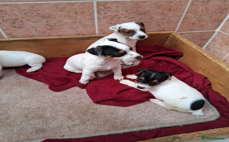 Jack Russell dogs - Advert 10