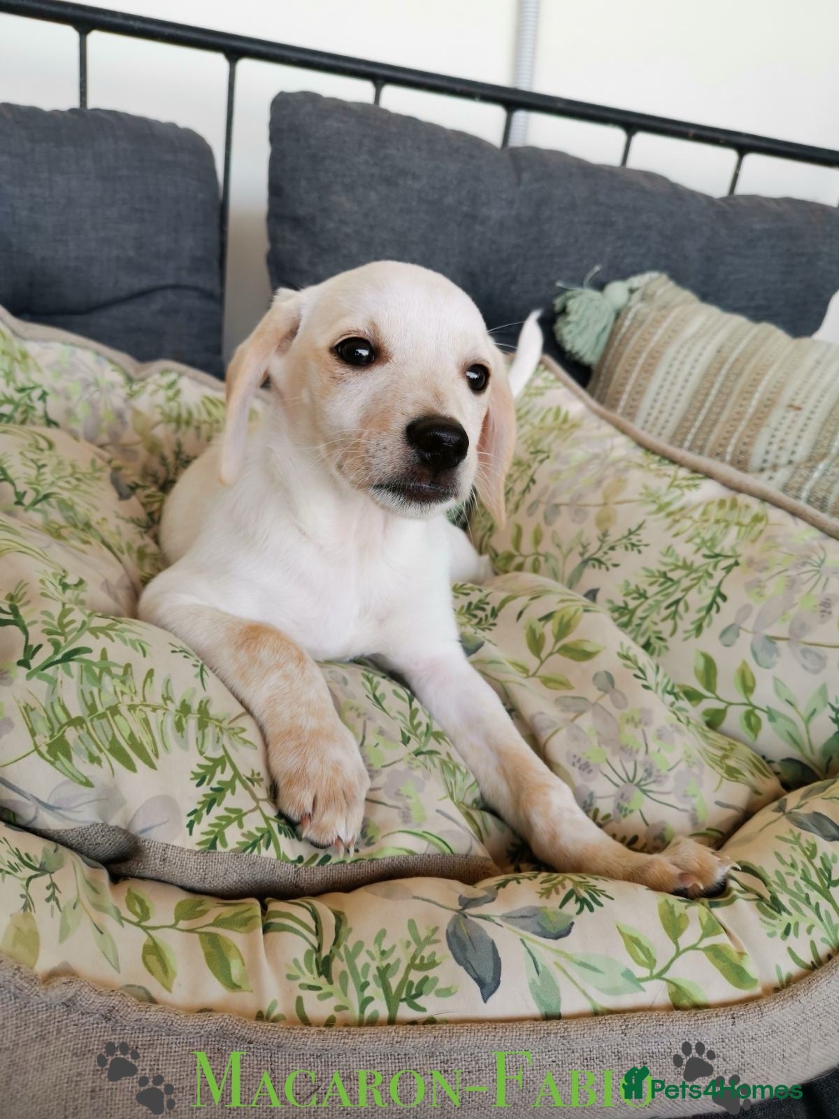 Mixed Breed dogs 🐾 Macaron-Fabio the little boy who touches ❤️ 🐾  - Advert 1