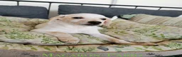 Mixed Breed dogs for adoption: 🐾 Macaron-Fabio the little boy who touches ❤️ 🐾  in Birmingham - Advert 1