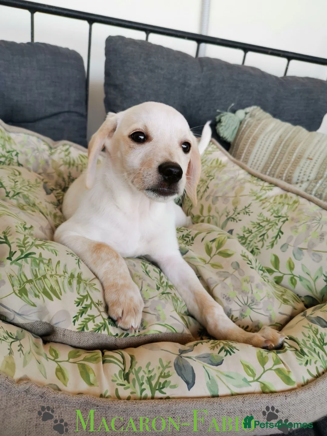 Mixed Breed dogs for adoption: 🐾 Macaron-Fabio the little boy who touches ❤️ 🐾  in Birmingham - Advert 1