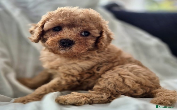 Cavapoochon dogs - Advert 1
