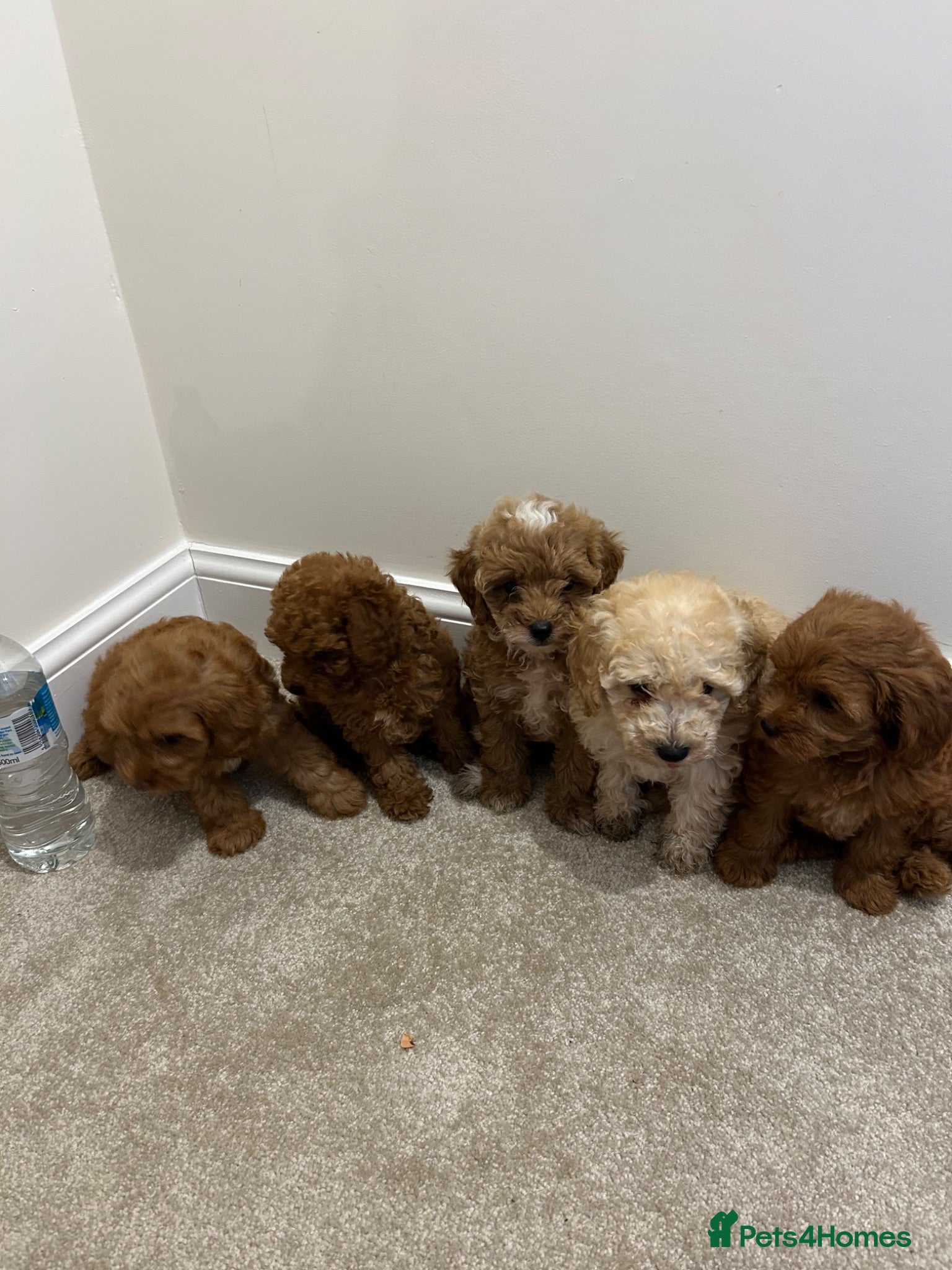 Maltipoo dogs Gorgeous extra mini Asian maltipoo puppy  - Advert 3