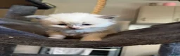 Ragdoll cats for sale: Beautiful ragdoll kittens  in Perth - Advert 8
