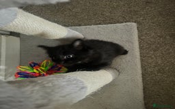 Mixed Breed cats for sale: Kittens - Image 4