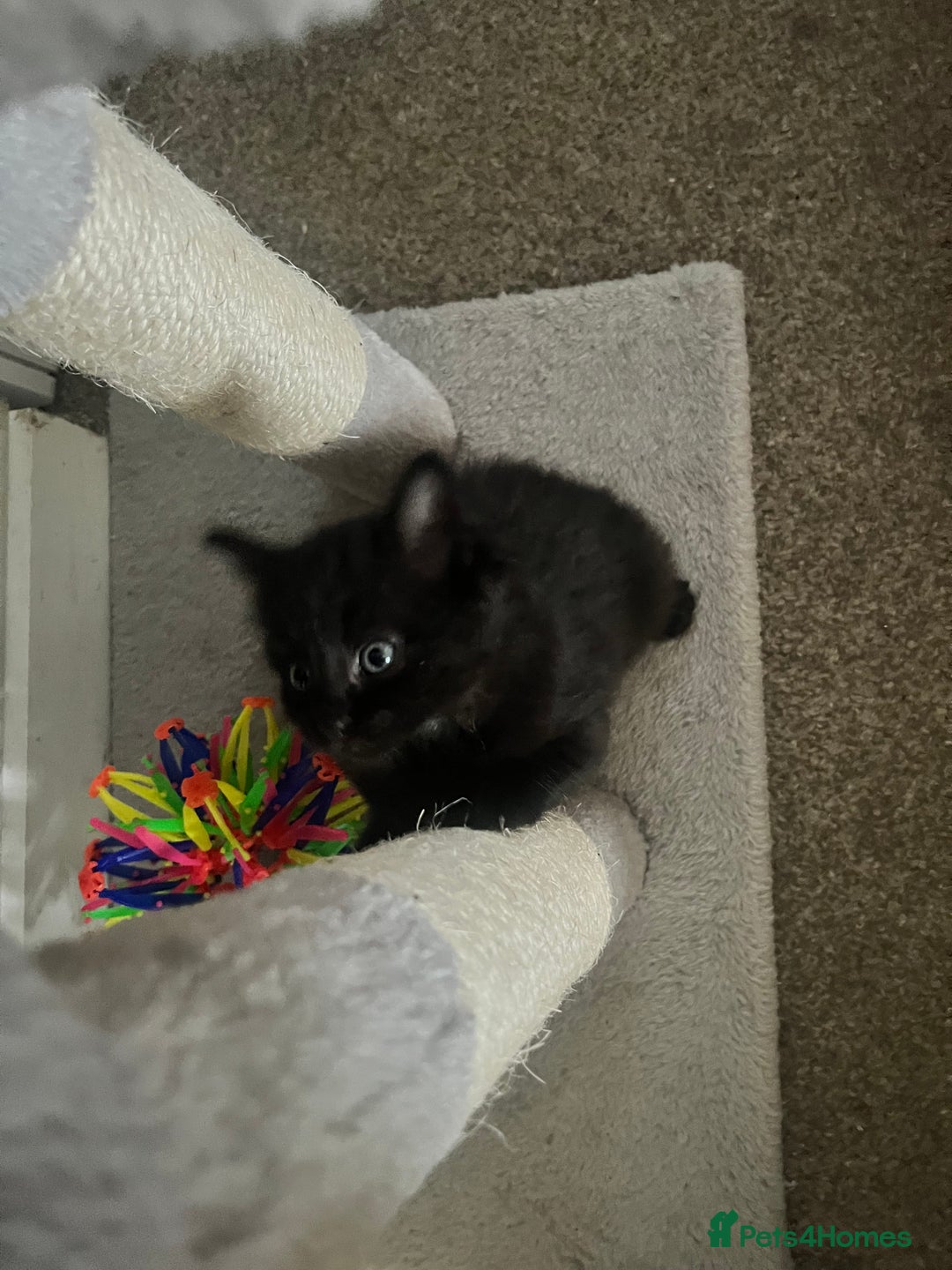 Mixed Breed cats for sale: Kittens - Image 4