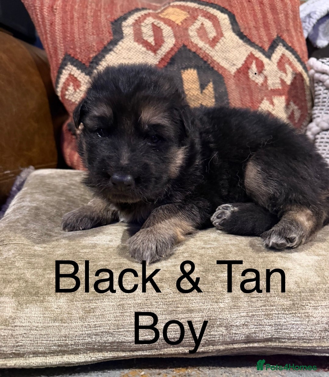 German Shepherd dogs for sale: Long Haired Health Tested German Shepherd Pups  - Advert 8