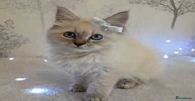 Siberian cats in Rhyl - Advert 4