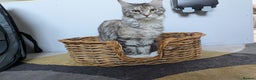 Maine Coon cats for sale: 2x Tica Maine coon sisters  - Advert 11