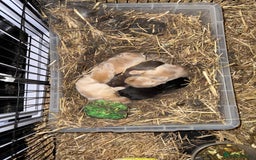 Mini Lion Lop rabbits for sale: Baby mini lion head x loop eared  - Advert 5