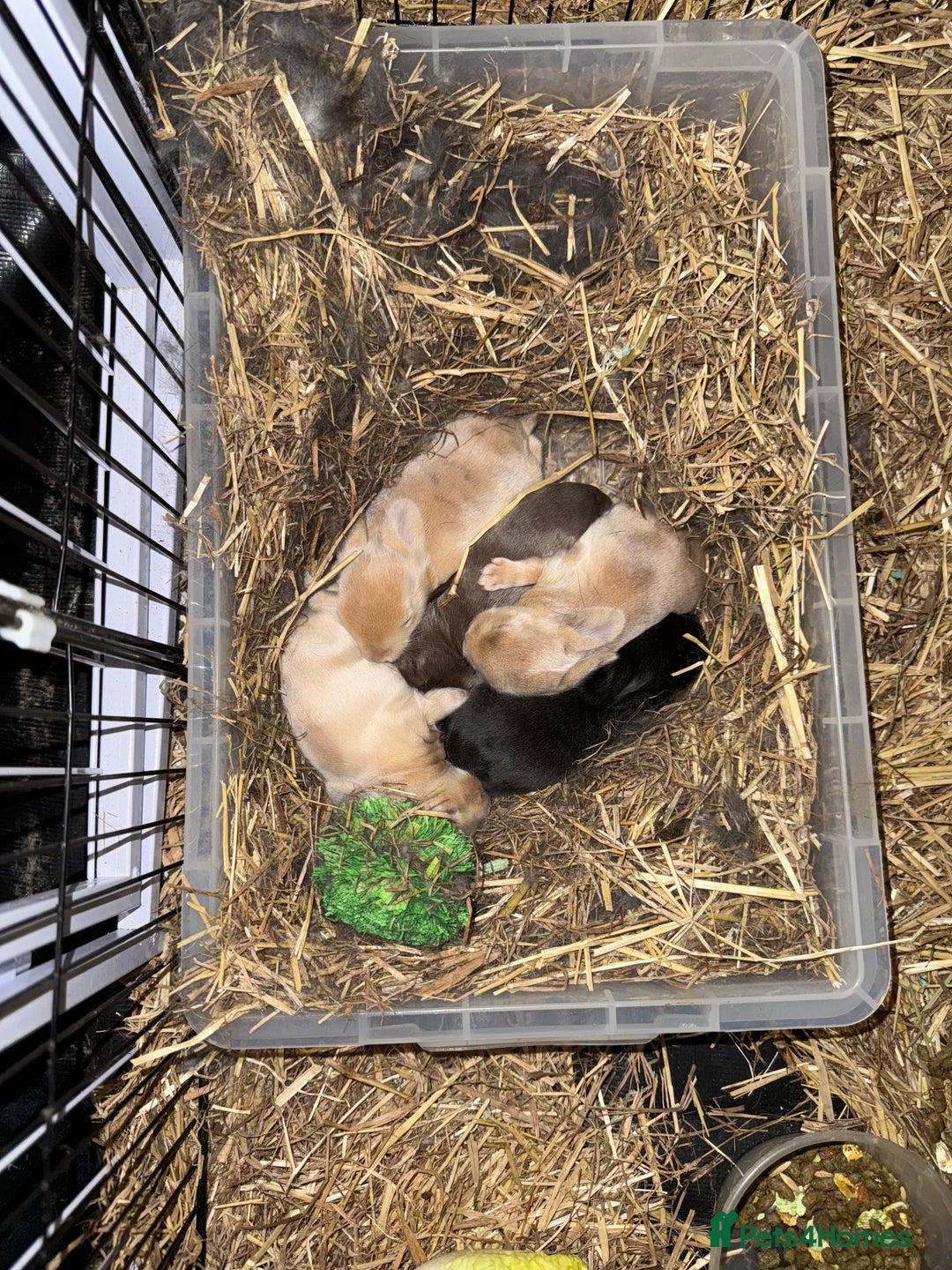 Mini Lion Lop rabbits for sale: Baby mini lion head x loop eared  - Advert 5