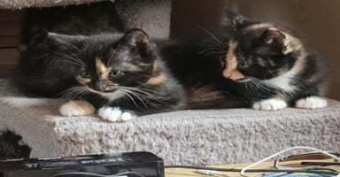 Mixed Breed cats - Advert 5