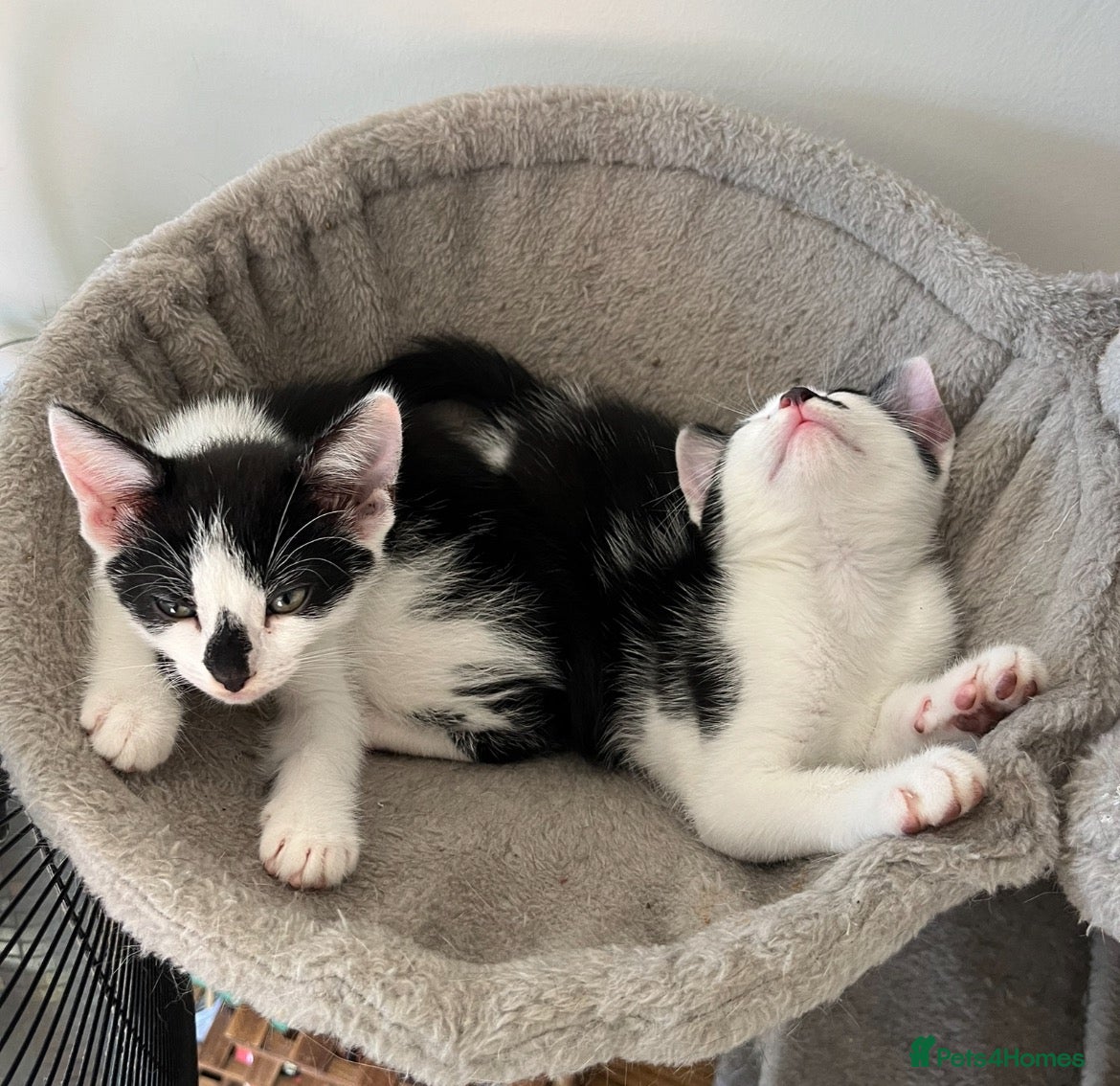 British Shorthair cats Bonded twin brothers Gizmo & Smudge - Advert 2