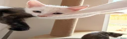 Turkish Angora cats for sale: Ready to leave 2 girls left £180 each - Advert 13