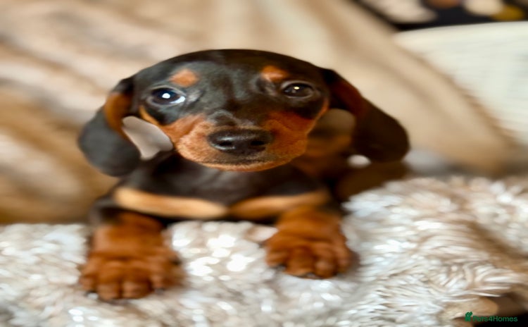 Miniature Dachshund dogs - Advert 13