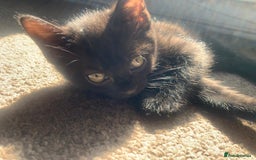 Mixed Breed cats for sale: 2 male kittens for sale - Image 3