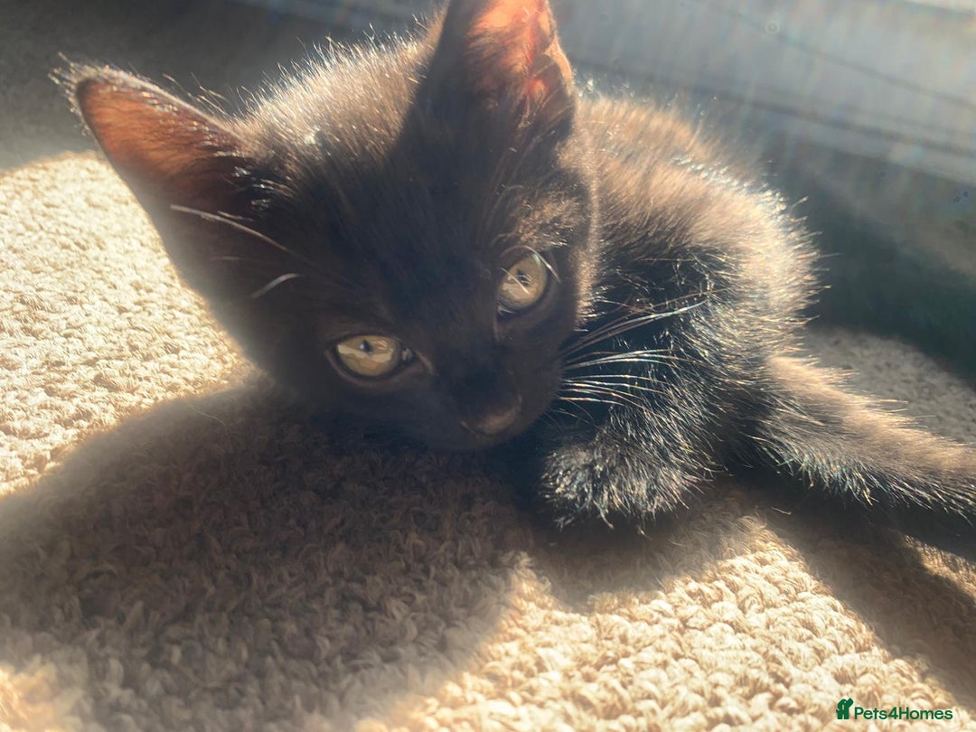 Mixed Breed cats for sale: 2 male kittens for sale - Image 3