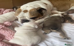 English Bulldog dogs for sale: 4 KC English Bulldog Puppies  - Image 28
