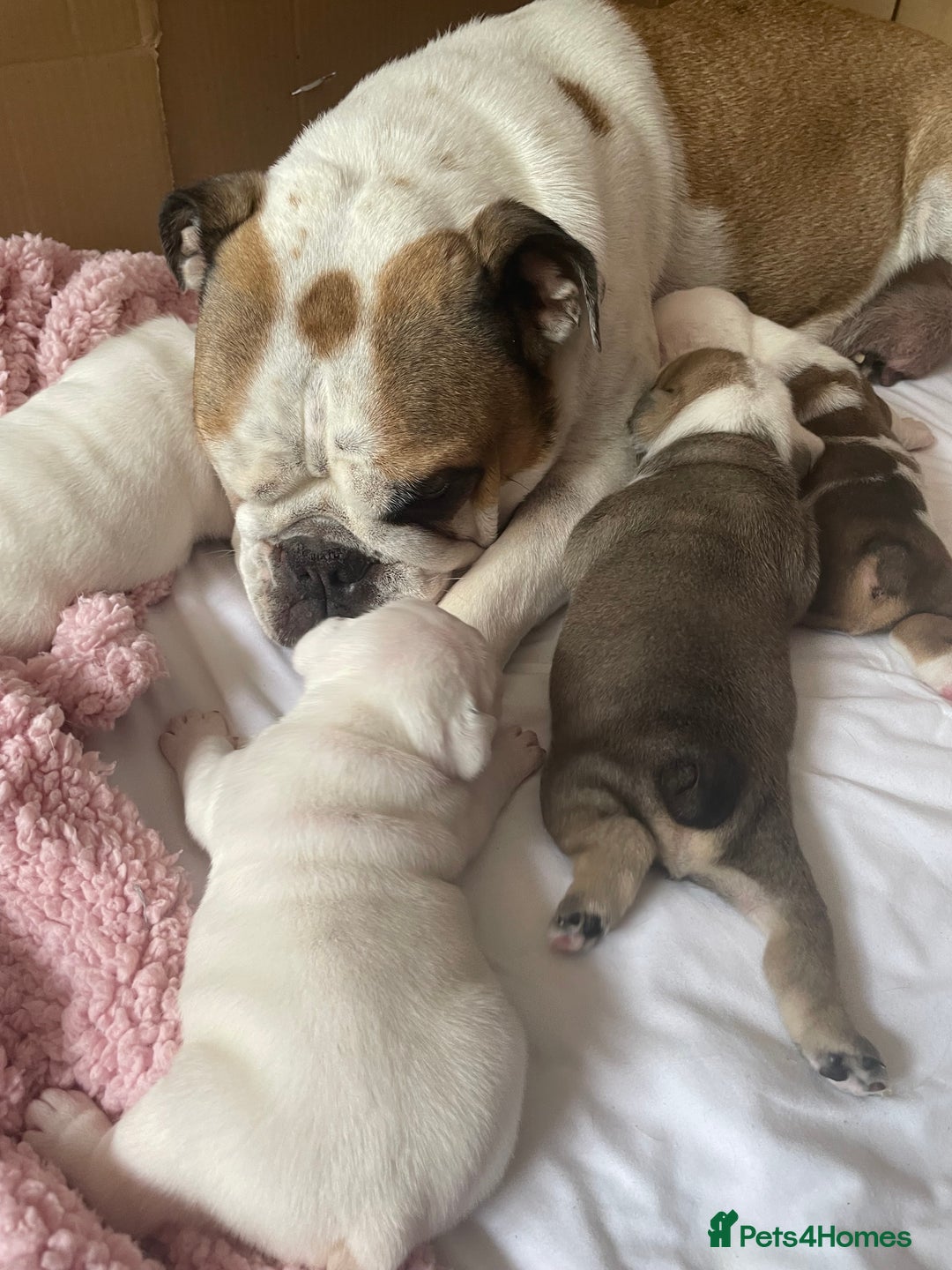 English Bulldog dogs for sale: 4 KC English Bulldog Puppies  - Image 28