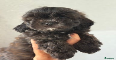 Shihpoo dogs - Advert 4