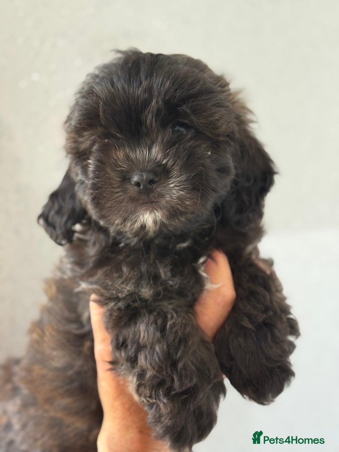 Shihpoo dogs for sale: Shihpoo puppies - Image 3