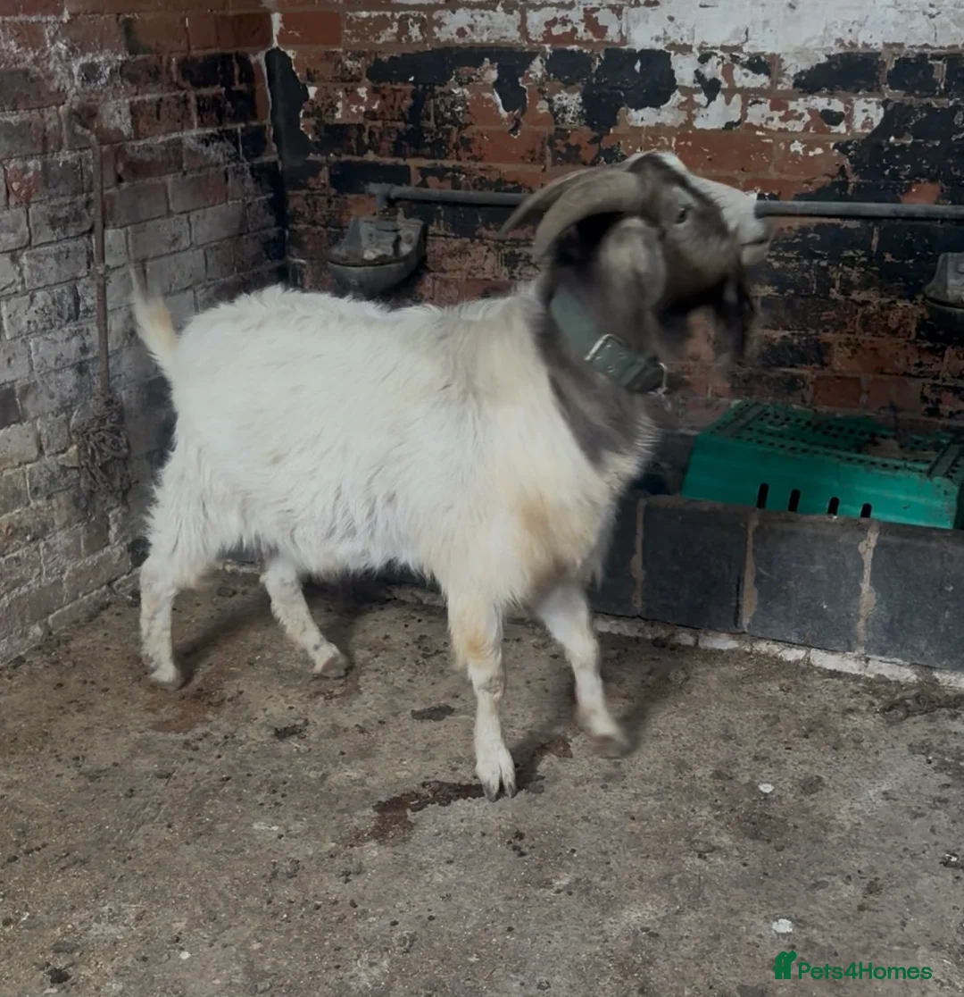 Goats livestock for sale: Big billy goat in Leicester - Advert 2