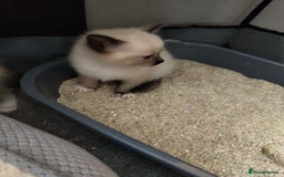 Siamese cats for sale: Siamese crossed with  Ragdol - Image 22