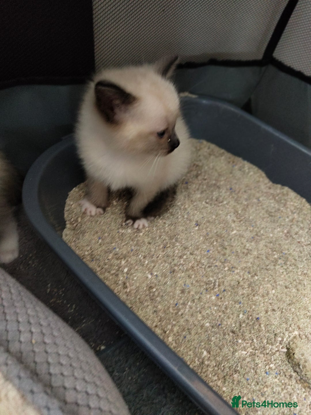 Siamese cats for sale: Siamese crossed with  Ragdol - Image 22