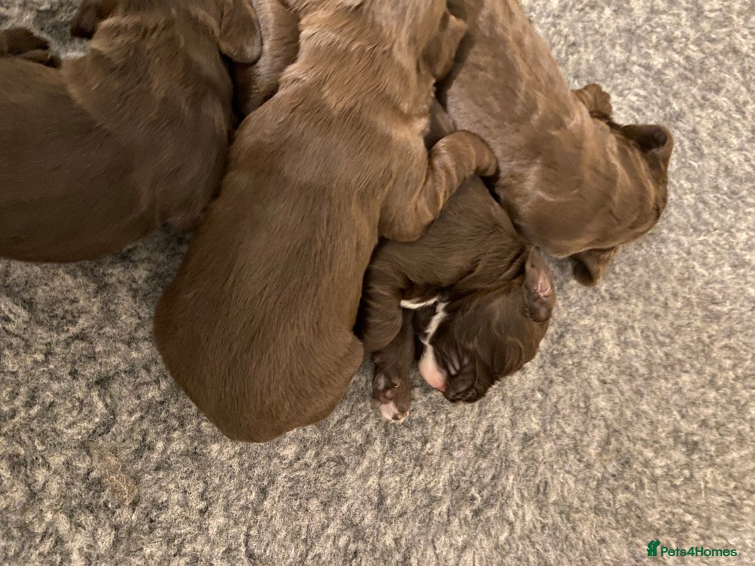 Cocker Spaniel dogs for sale: 7 STUNNING CHOCOLATE WORKING COCKERS ⭐️⭐️⭐️⭐️⭐️ - Advert 7