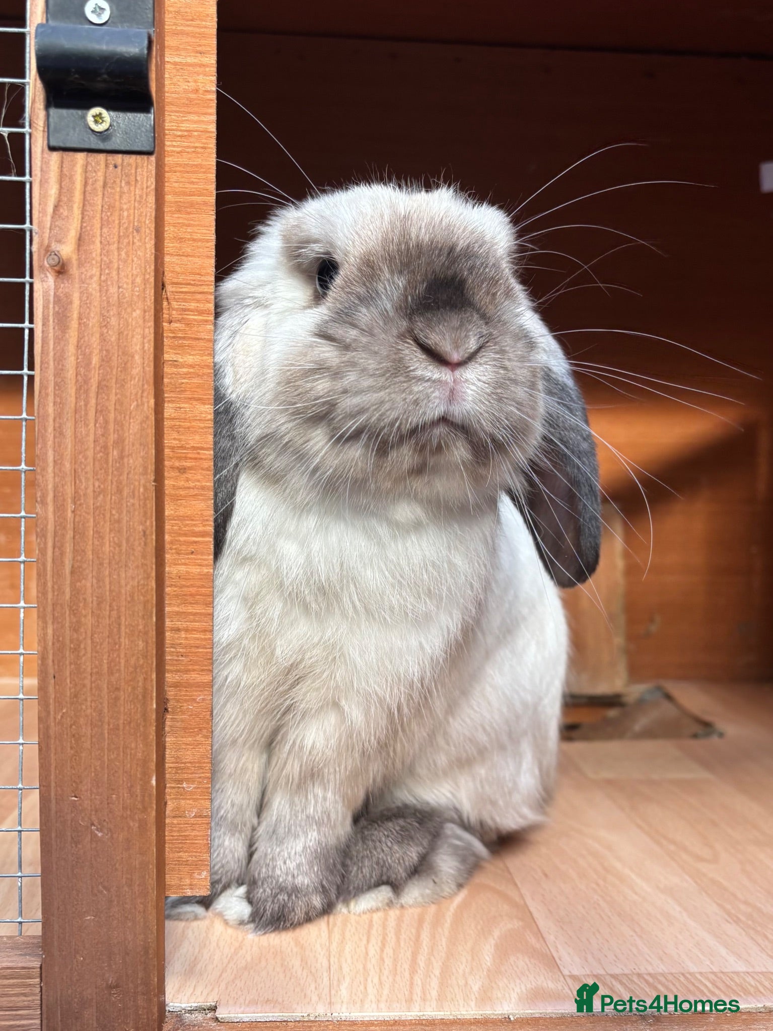 Mini Lop rabbits Seal Point Mini Lop - Read advert in full - Advert 1