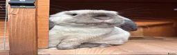Mini Lop rabbits for sale: Seal Point Mini Lop - Read advert in full - Advert 1