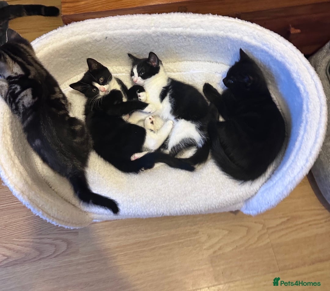 Domestic Shorthair cats for sale: 2 female Kittens - Image 16