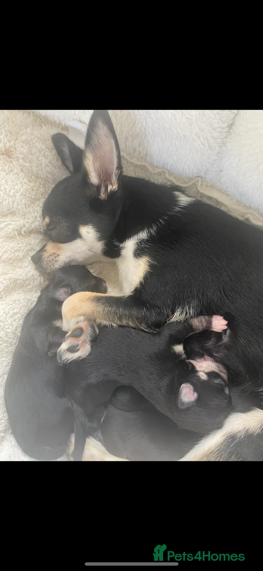 Chihuahua dogs for sale: Chihuahua Puppies - Advert 2