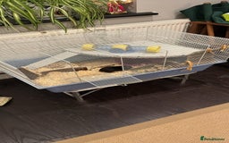 Hamster rodents for sale: ⭐ Black Syrian Hamster – Free to a Loving Home ⭐ - Advert 2