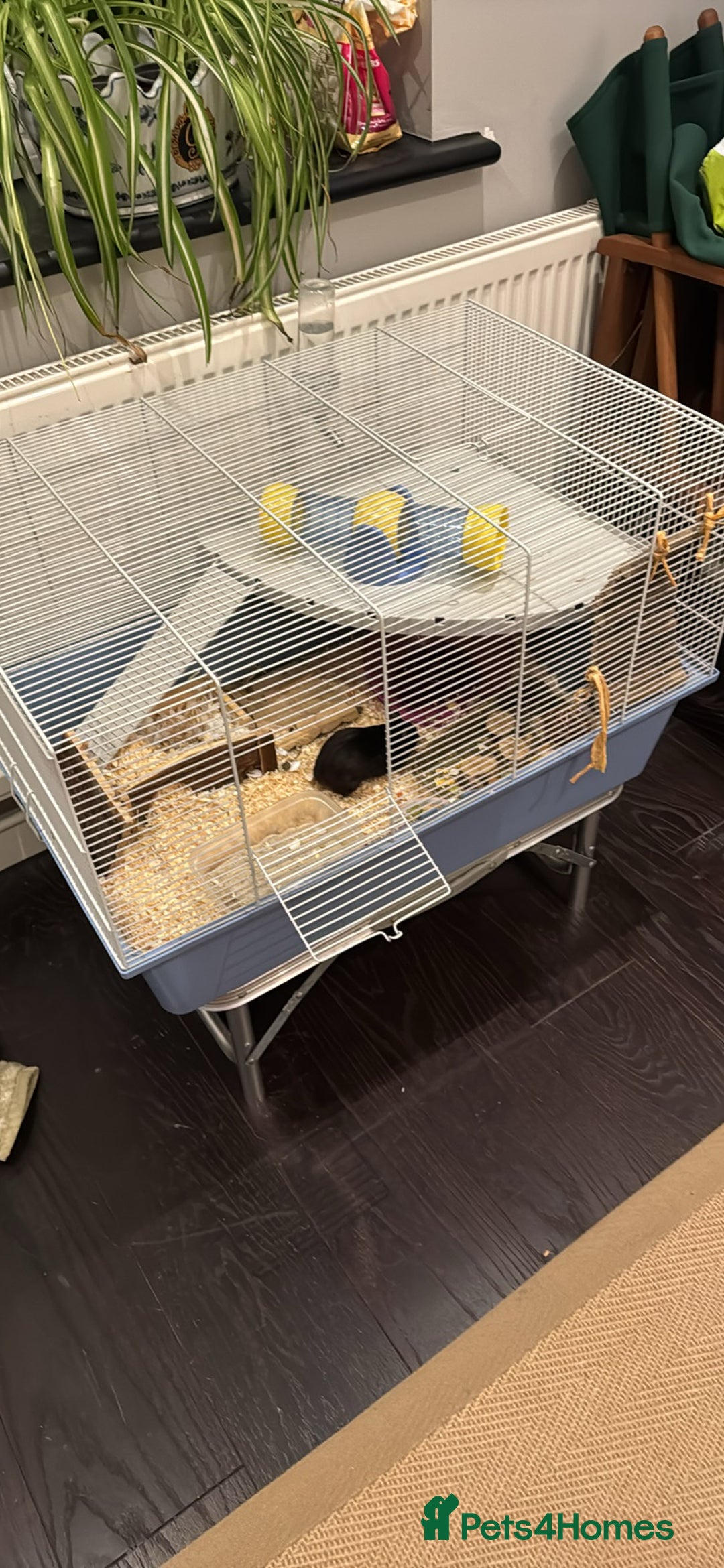 Hamster rodents for sale: ⭐ Black Syrian Hamster – Free to a Loving Home ⭐ - Advert 2